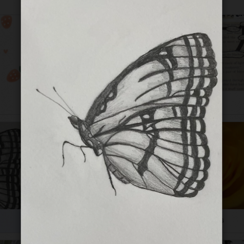 Butterfly