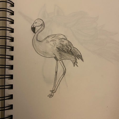 flamingo sketch