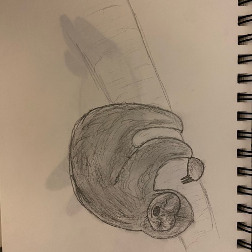 sloth drawing