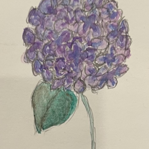 Hydrangea