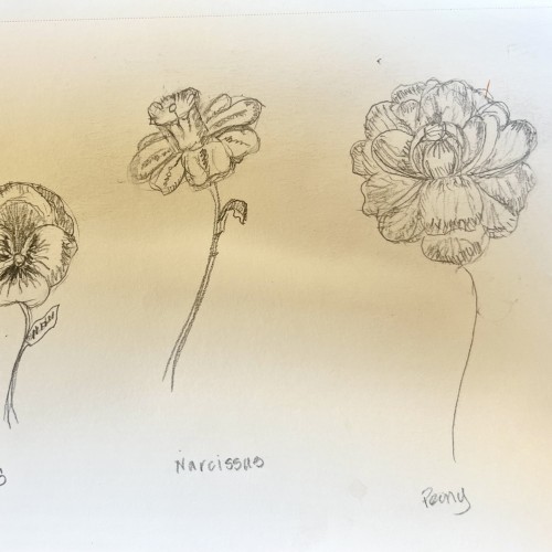 Study of Flowers