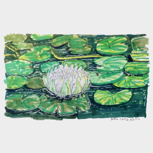 White Lotus and Lily Pads