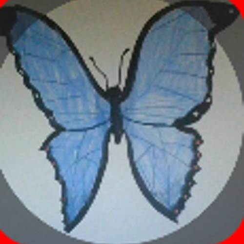 blue butterfly