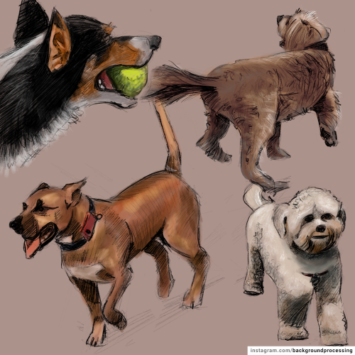 Dog sketches