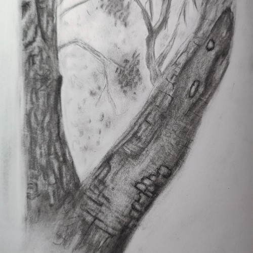 Charcoal tree