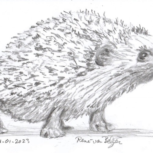 Hedgehog