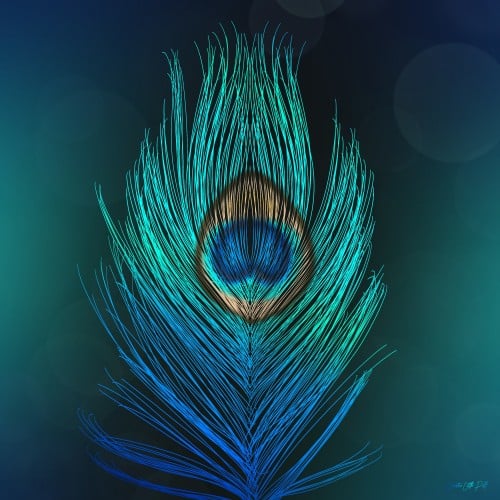 Peacock Feather