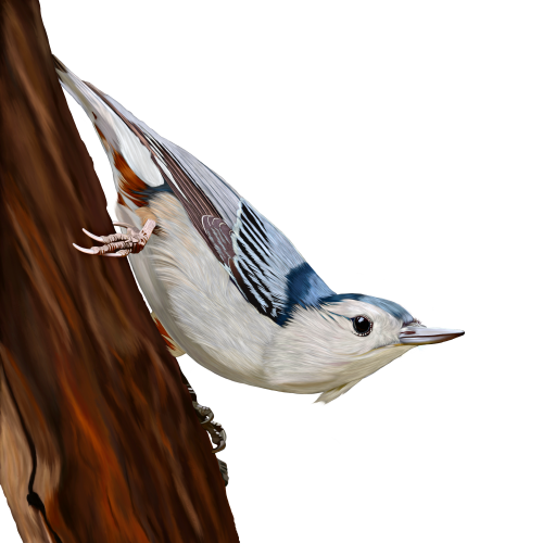 White-Breasted Nuthatch