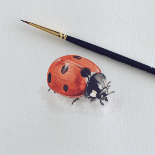 Ladybug