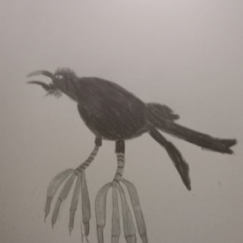 Australian raven