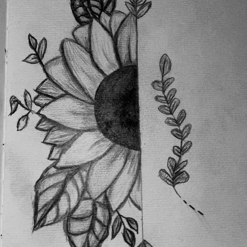 Sunflower Drawing 