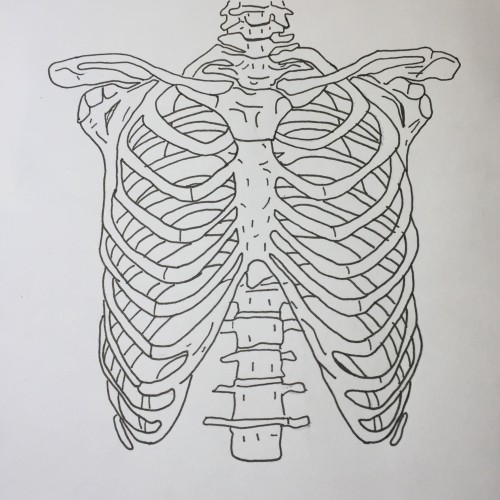 ribcage.
