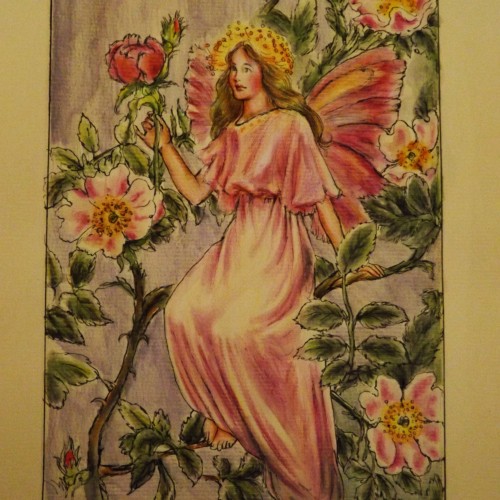 The wild rose fairy