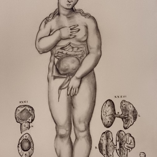 Female body anatomy