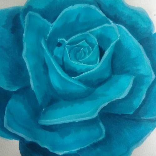 Blue Rose