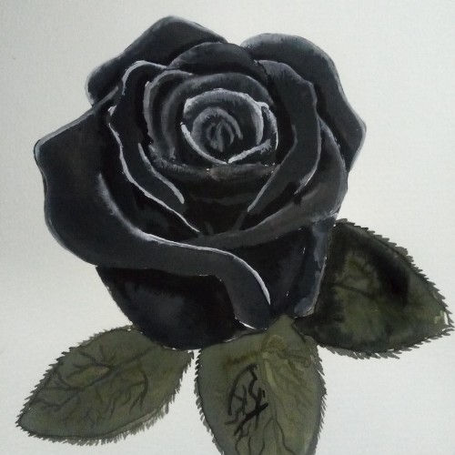 Black Rose