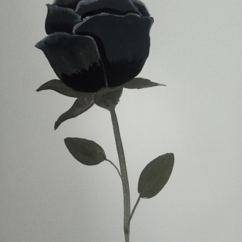 Single Black Rose