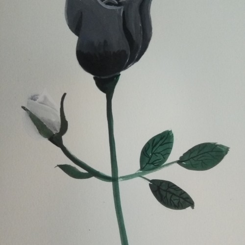 Black and White Rose