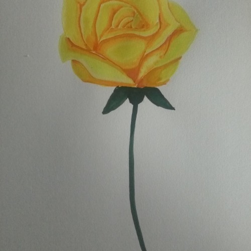 Yellow Rose