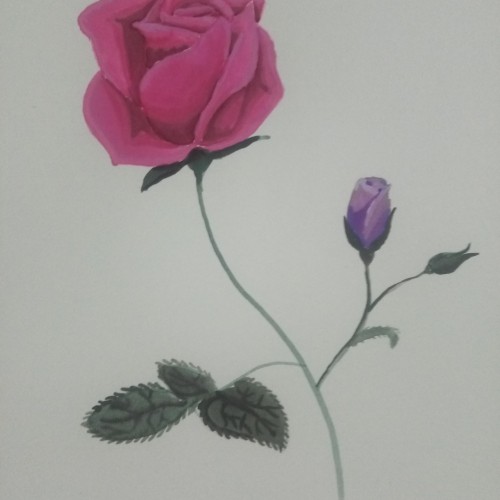 Pink and Purple Rose