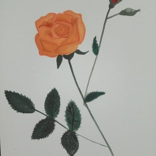 Orange and Red Roses