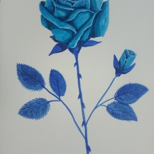 Blue Roses