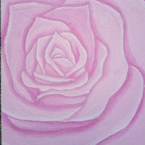 Light Pink Rose