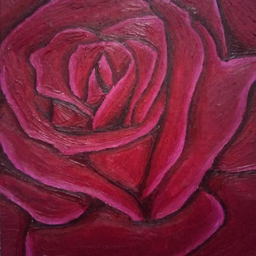 Dark Pink Rose