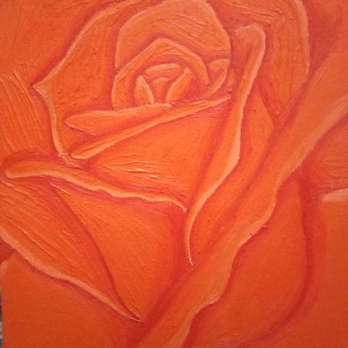 Orange Rose