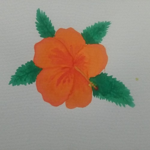 Orange Hibiscus