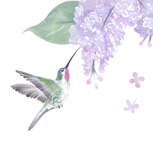 Hummingbird & Lilacs