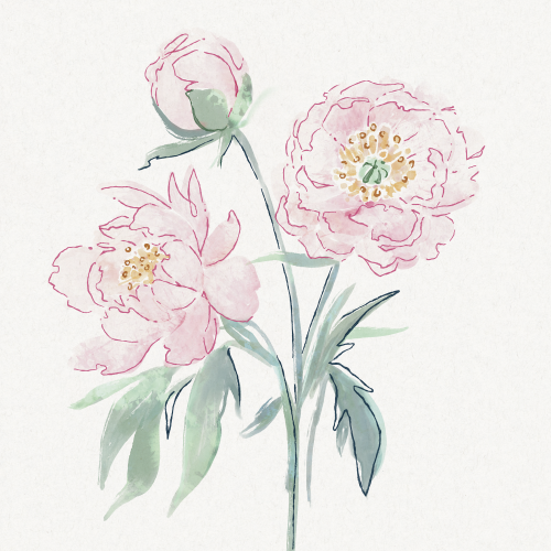 Peonies