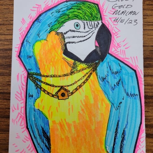 Blue & gold (chain) macaw