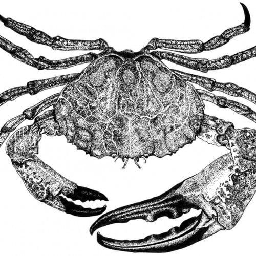 Crab