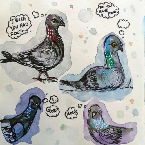 pigeons