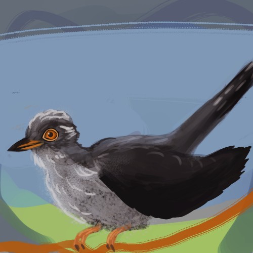 Cuckoo Bird