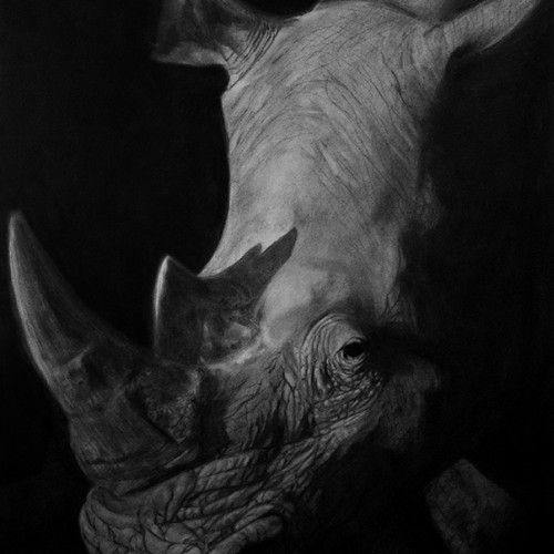 Rhino with shadow