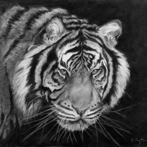Tiger 1 in charcoal