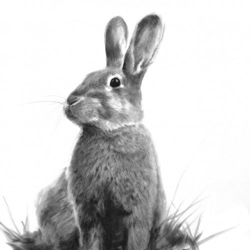 rabbit 1 in charcoal