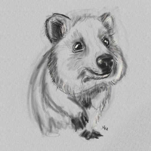 Quokka