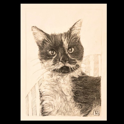 My first cat portrait :)