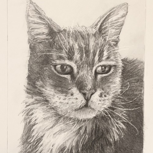 New cat portrait