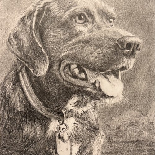 New dog portrait
