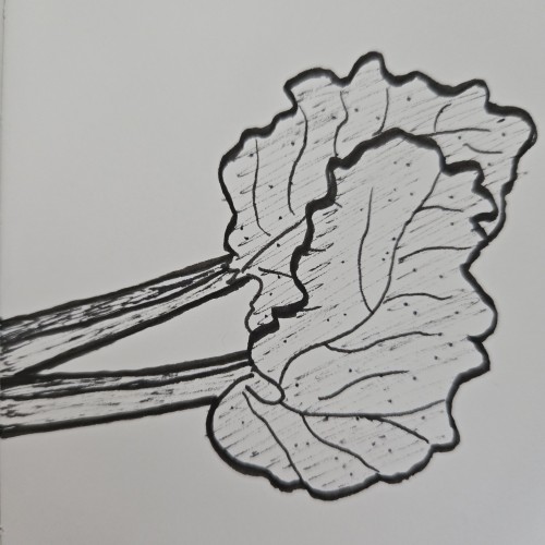 Scribbles with Sarah: Fruit
