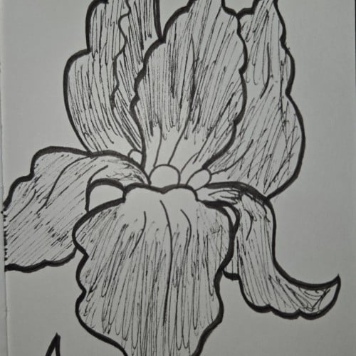 Scribbles with Sarah: Plants and Flowers