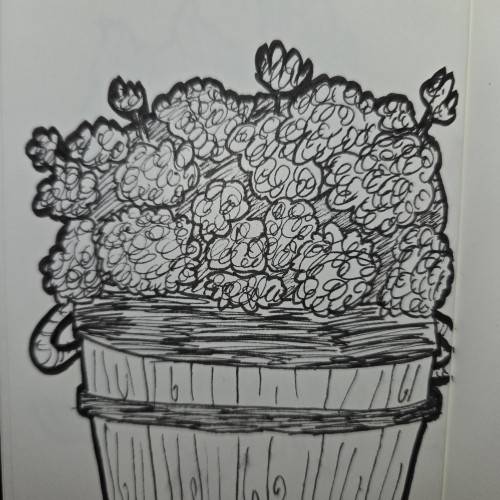 Scribbles with Sarah: Plants and Flowers
