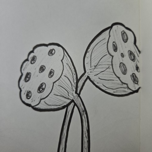 Scribbles with Sarah: Plants and Flowers