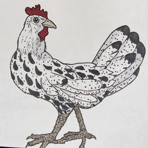 Scribbles: Chickens
