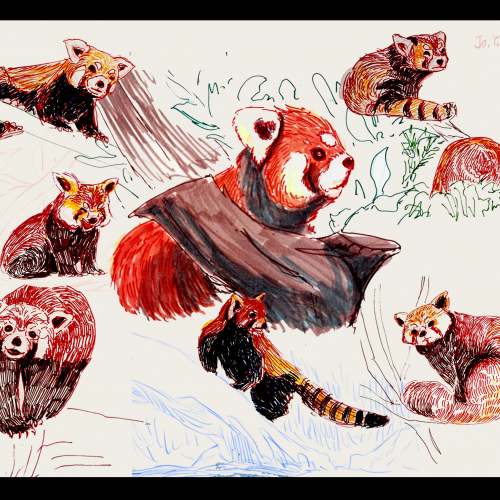 Red panda