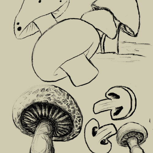 Mushroom Study